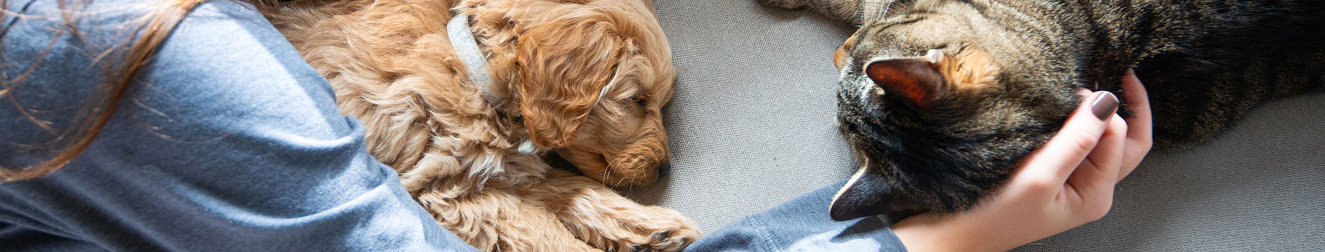 matte kelar med grå katt och liten valp