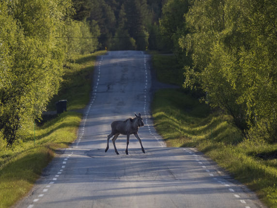 Älg springer på öde landsväg