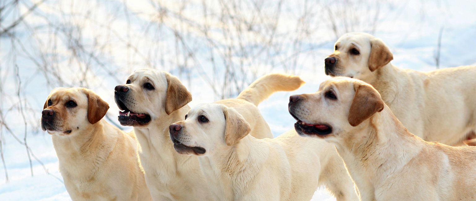 en flock gula labradorer