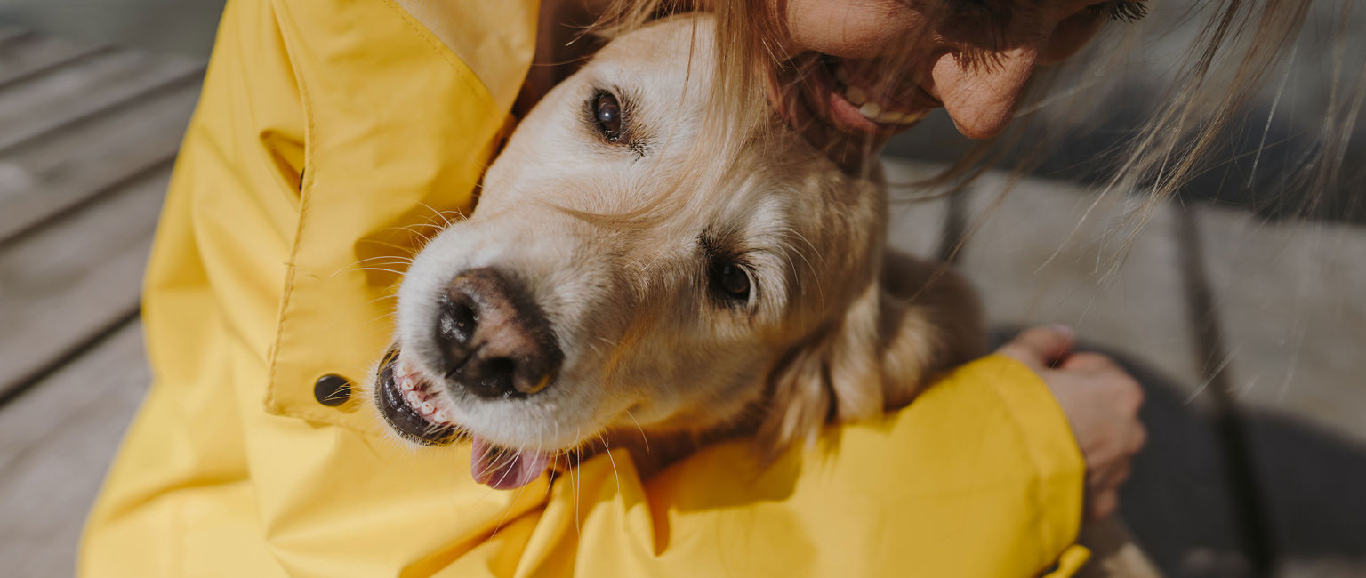 kvinna i gul jacka kramar en golden retriever