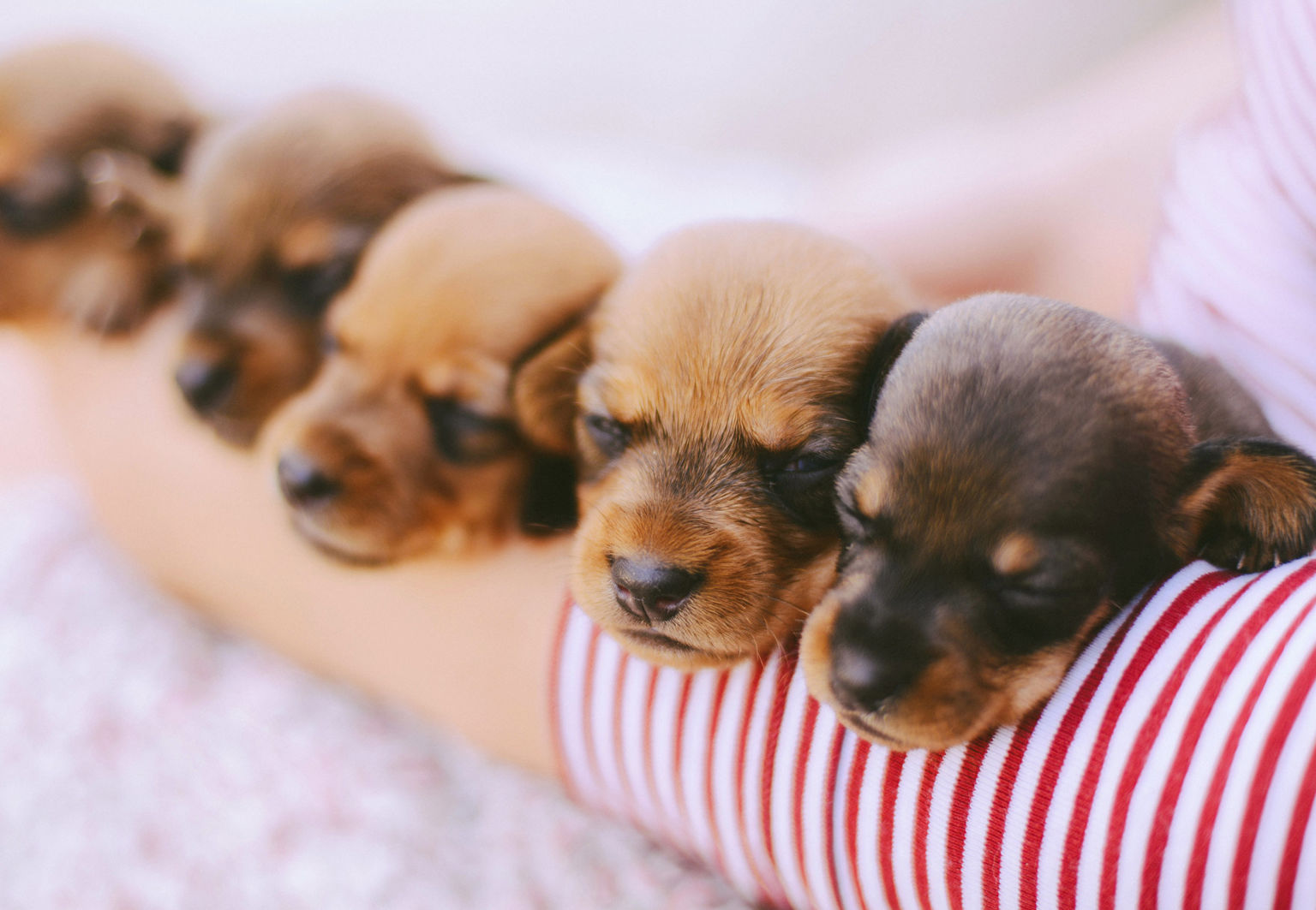 kvinna håller fem små valpar i famnen