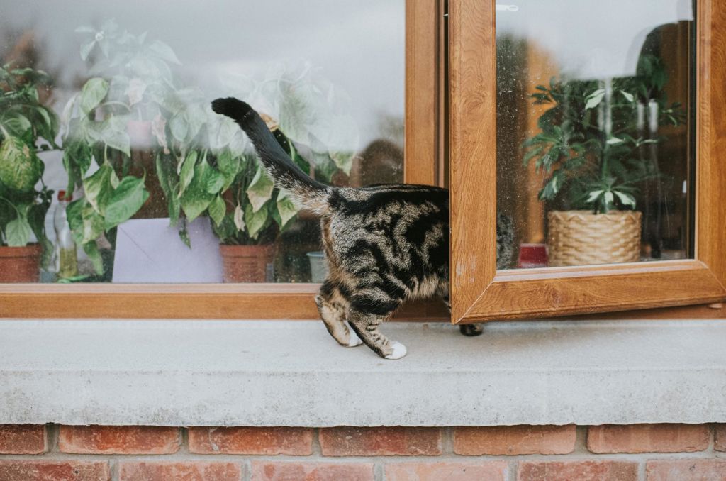 katt klättrar in genom ett fönster med växter