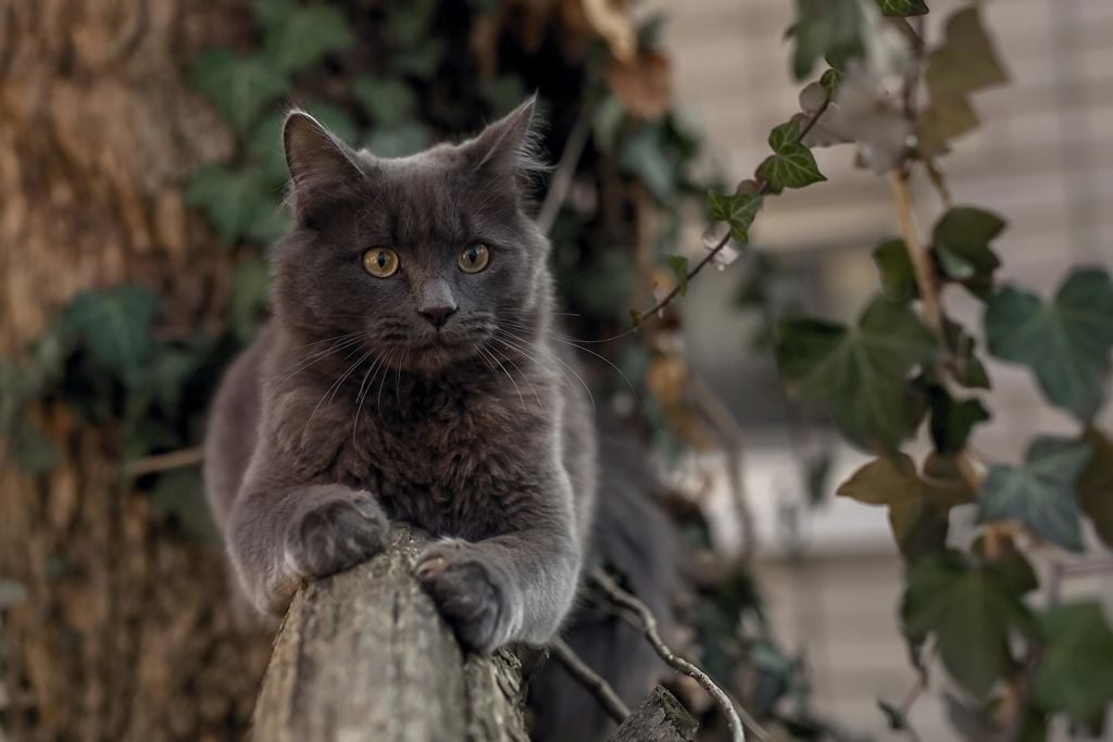 grå vacker katt ligger på en gren