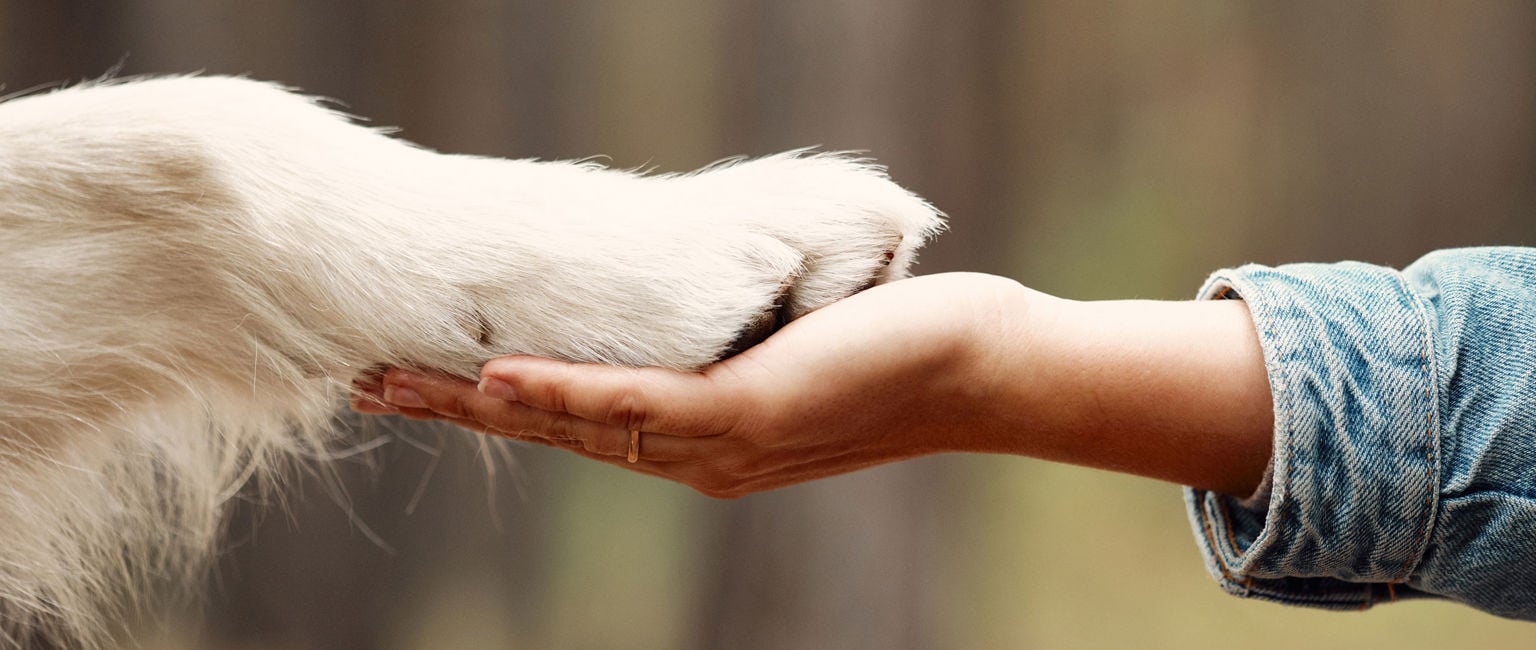 kvinna håller sin hunds tass