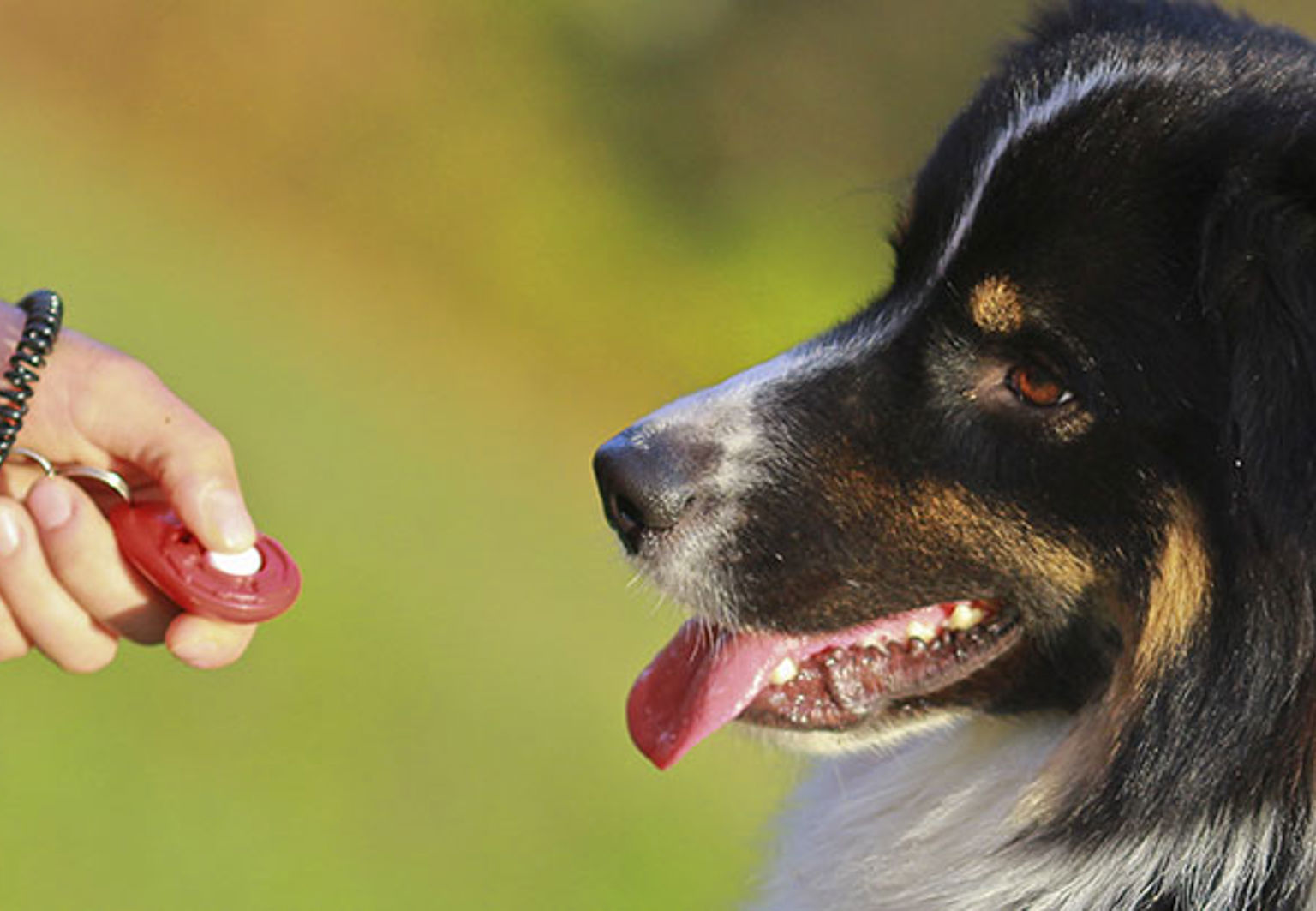 Hund tittar på en klicker som matte håller i