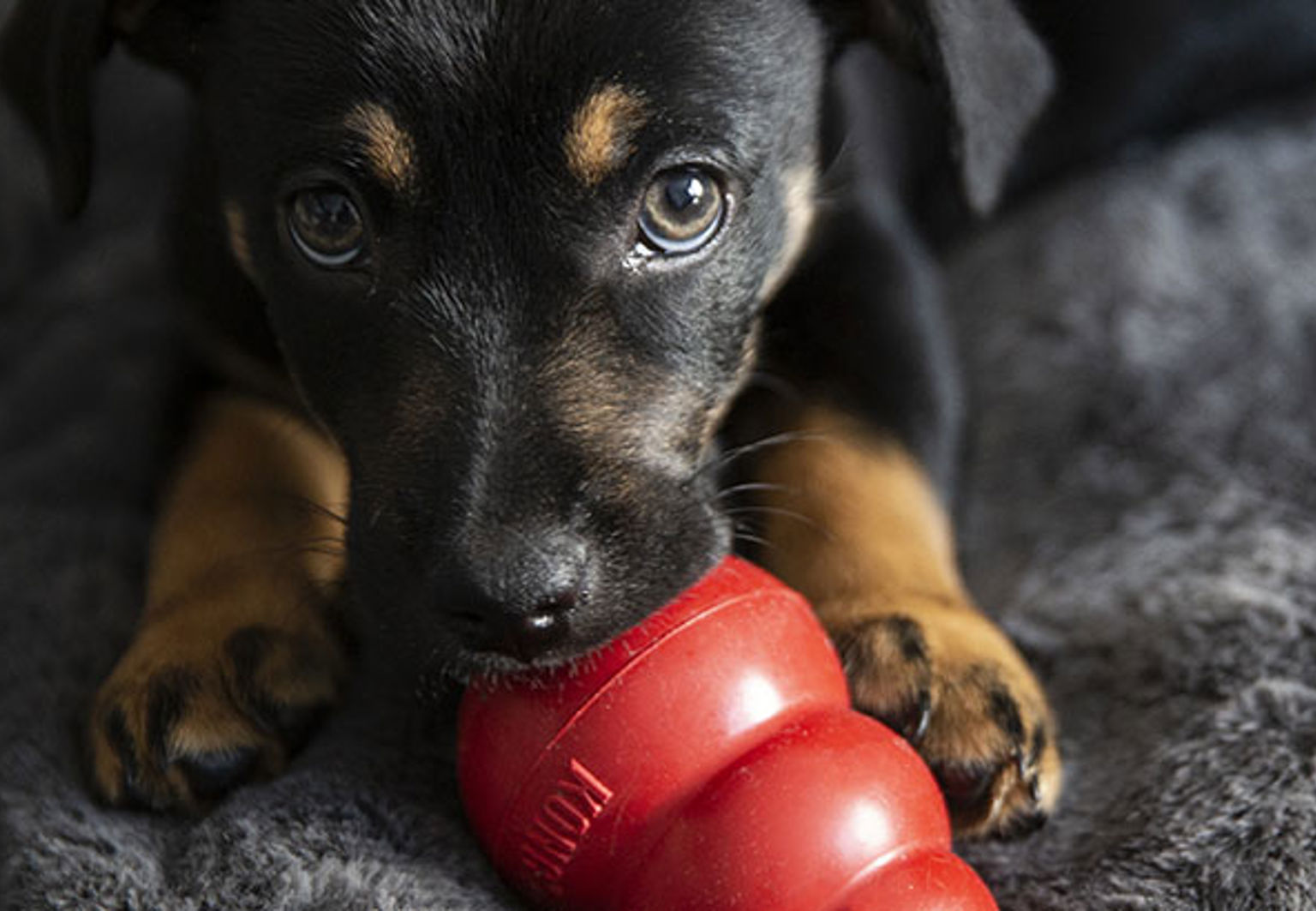 liten valp leker med en röd kong