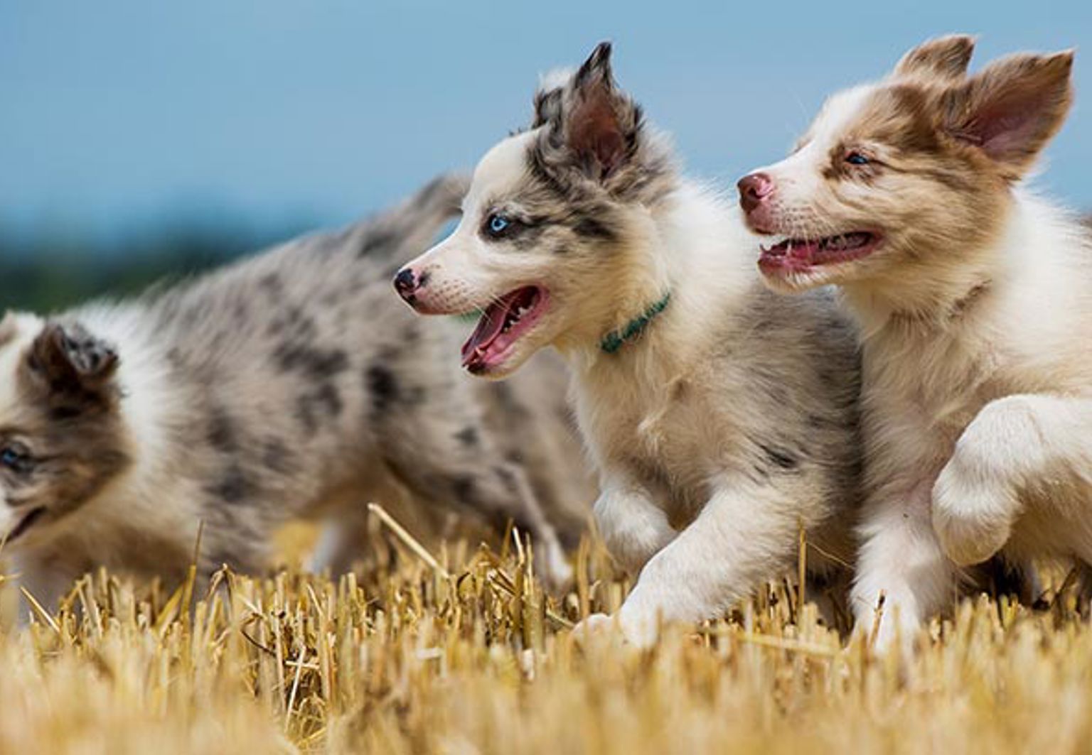 Tre hundar springer på ett nerklippt fält