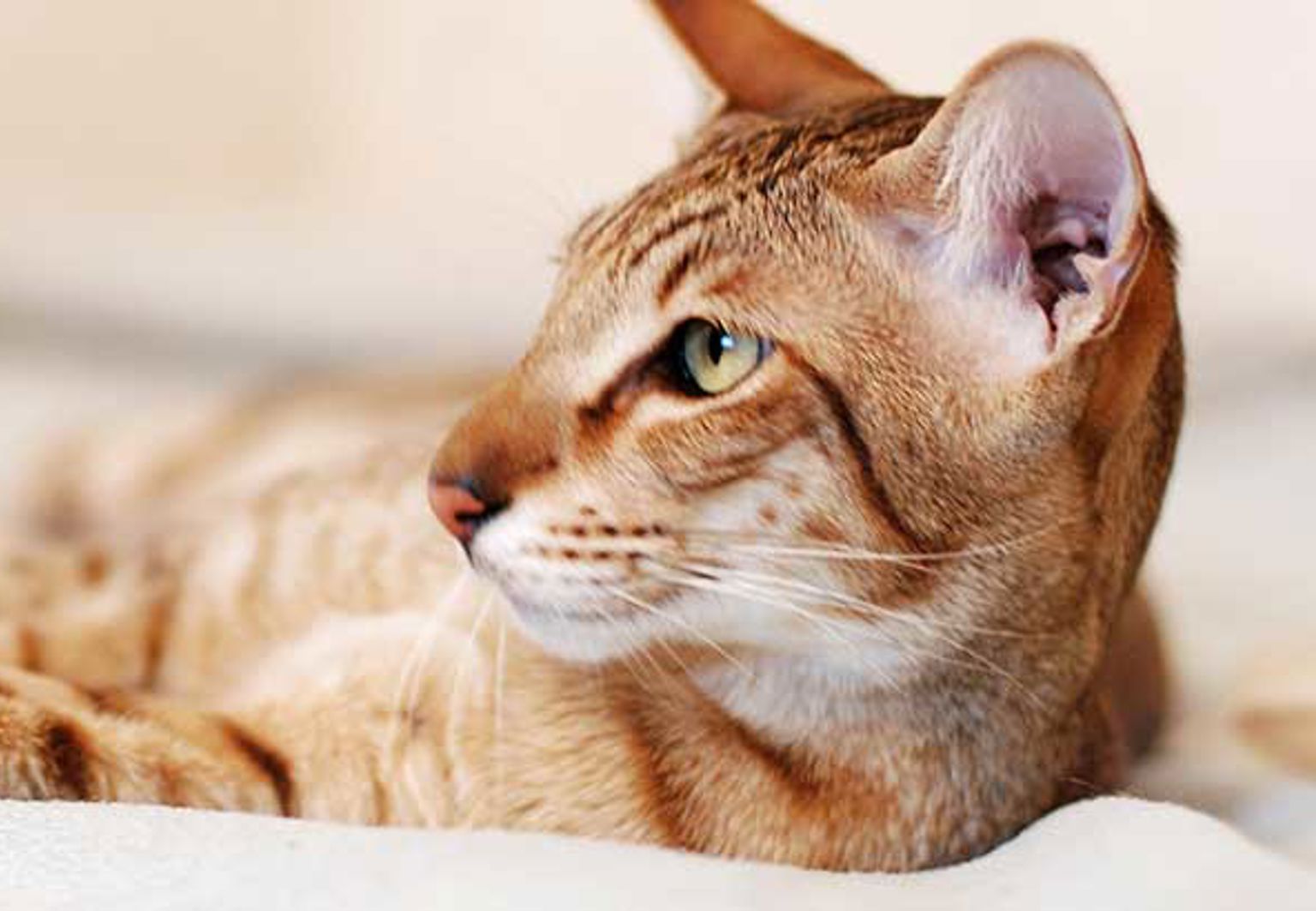 Katt ligger på mjukt underlag