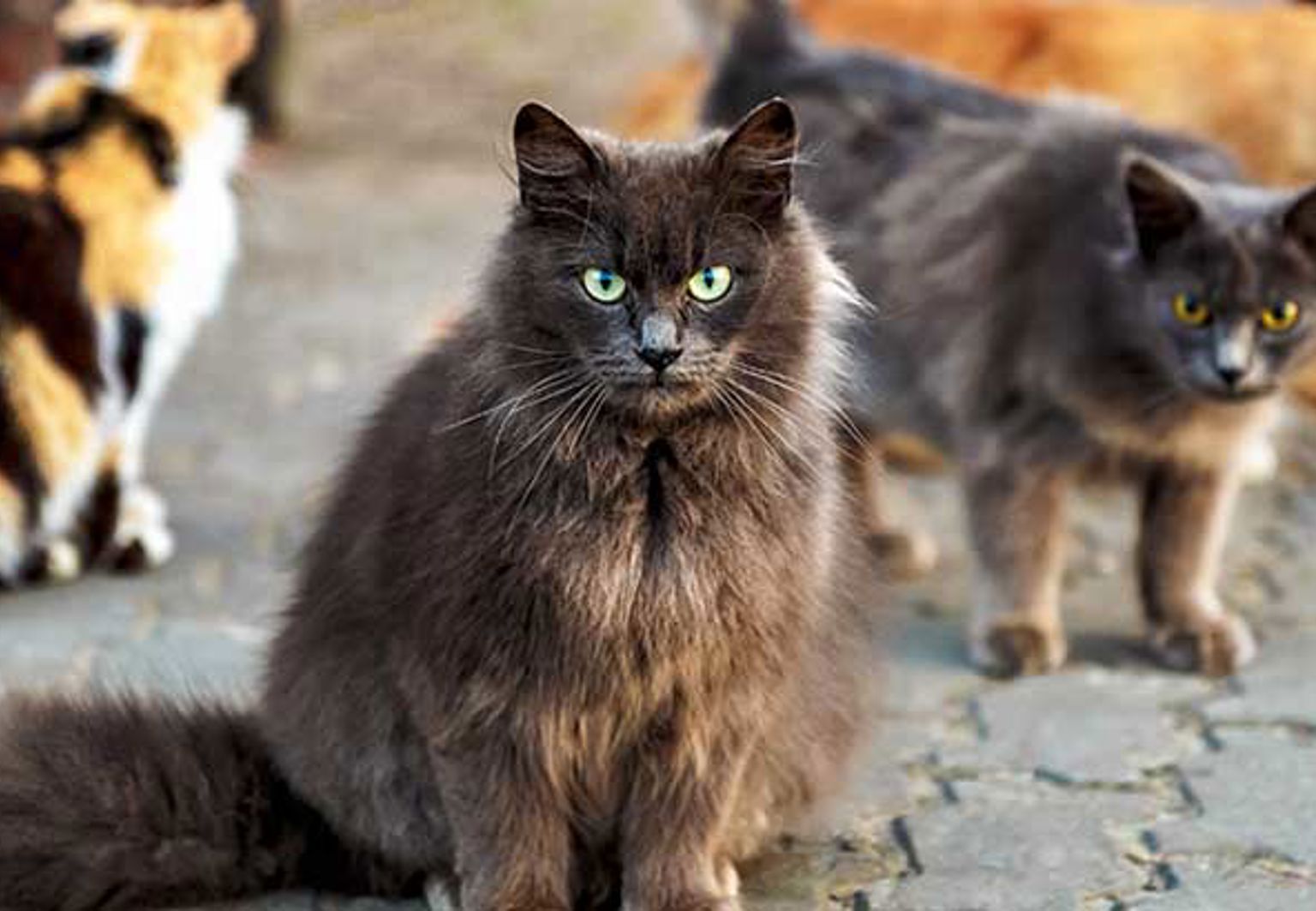 Fyra katter i olika färger utomhus på kullersten