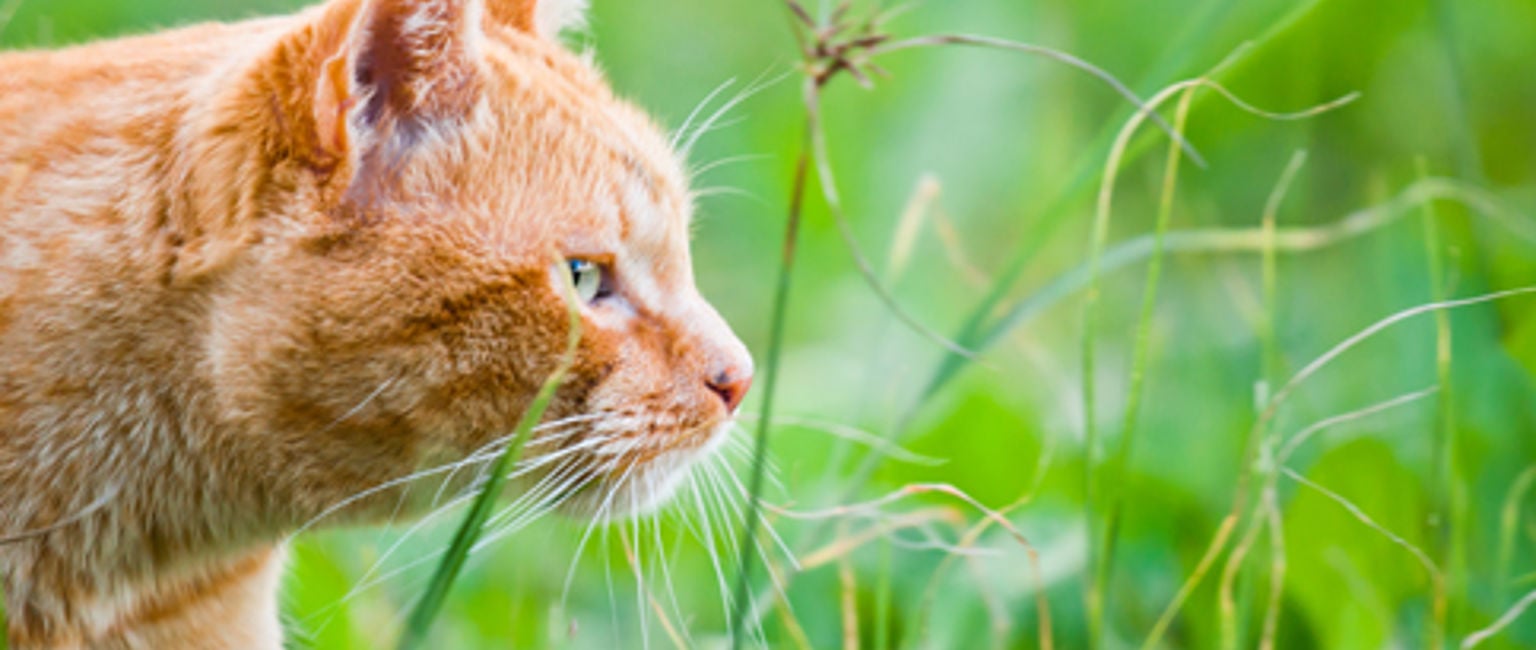 närbild på en röd katt ute i högt gräs