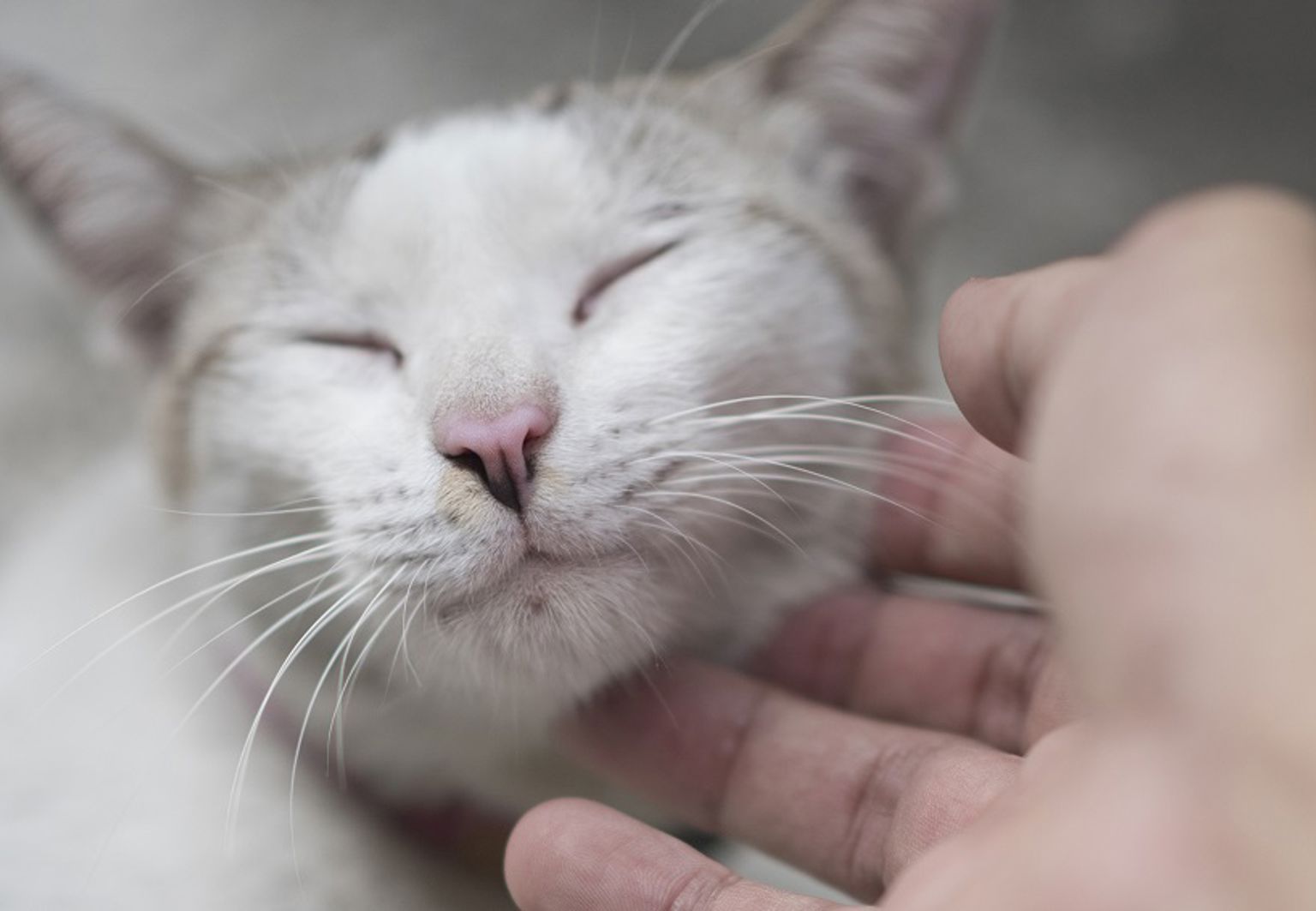 närbild på ljusgrå katt som blir klappad