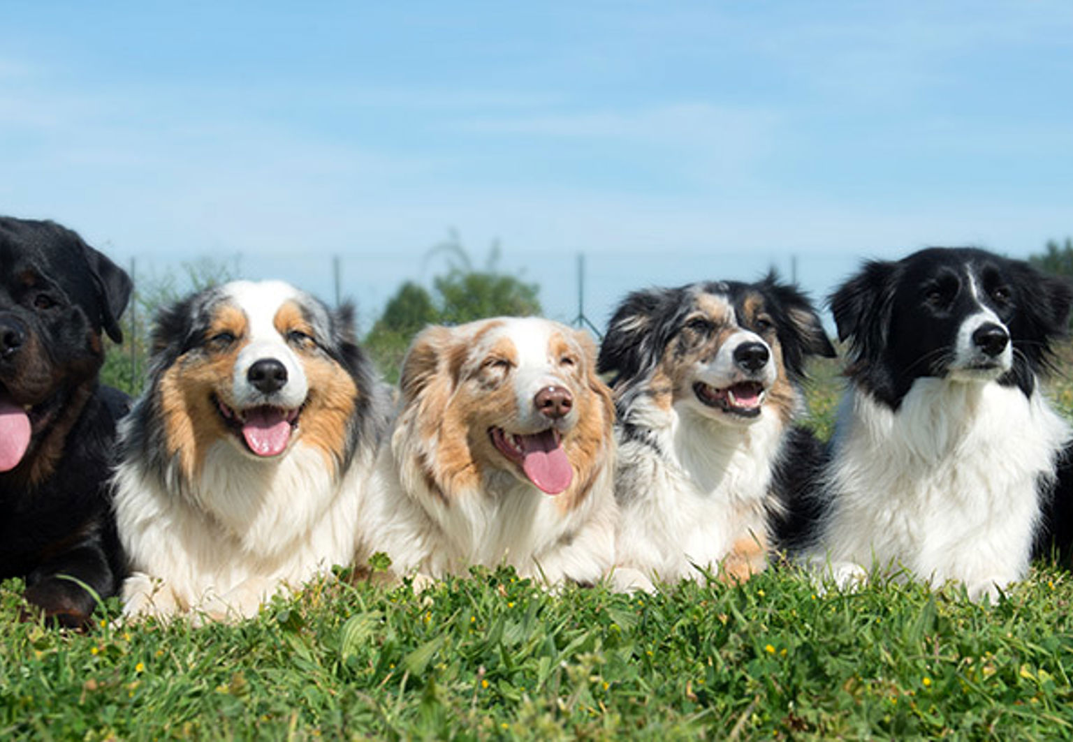 Sju olika raser av hundar ligger på rad utomhus