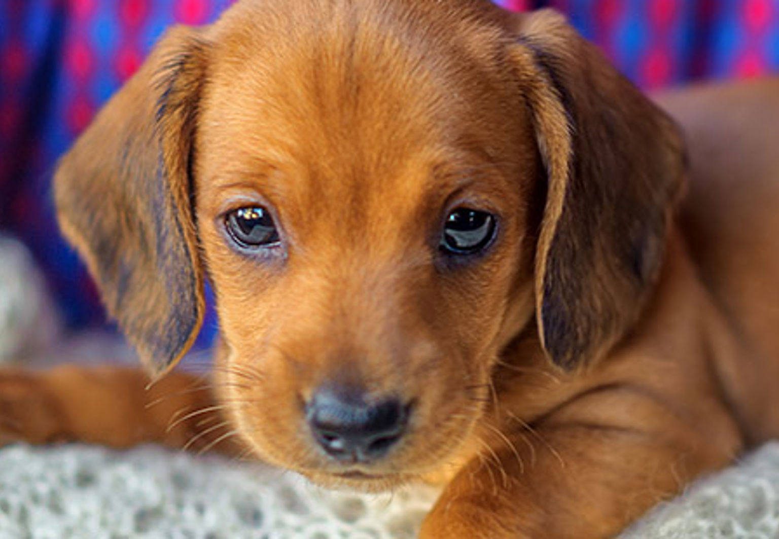 närbild på en söt liten taxvalp