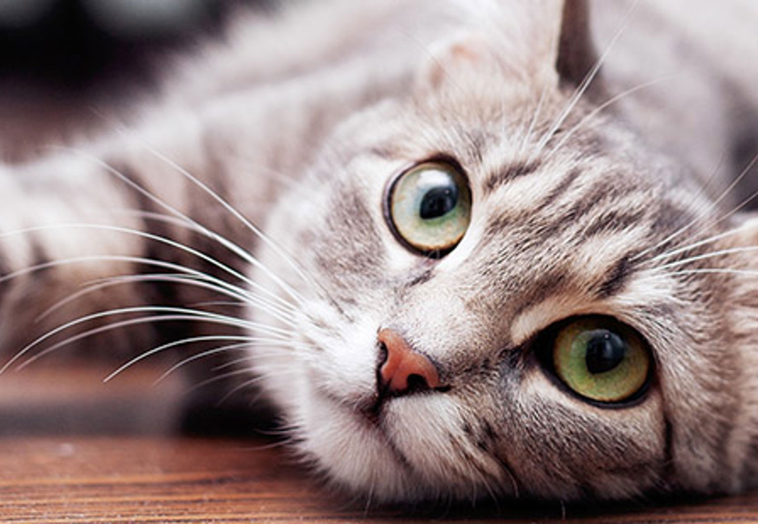 grå katt ligger på ett golv