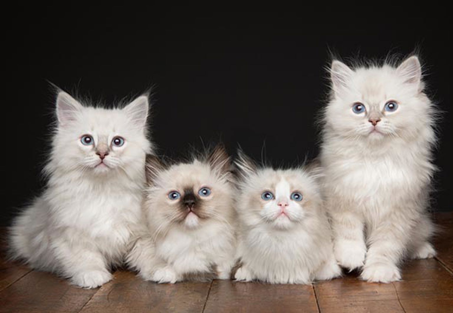 fyra söta kattungar av rasen ragdoll