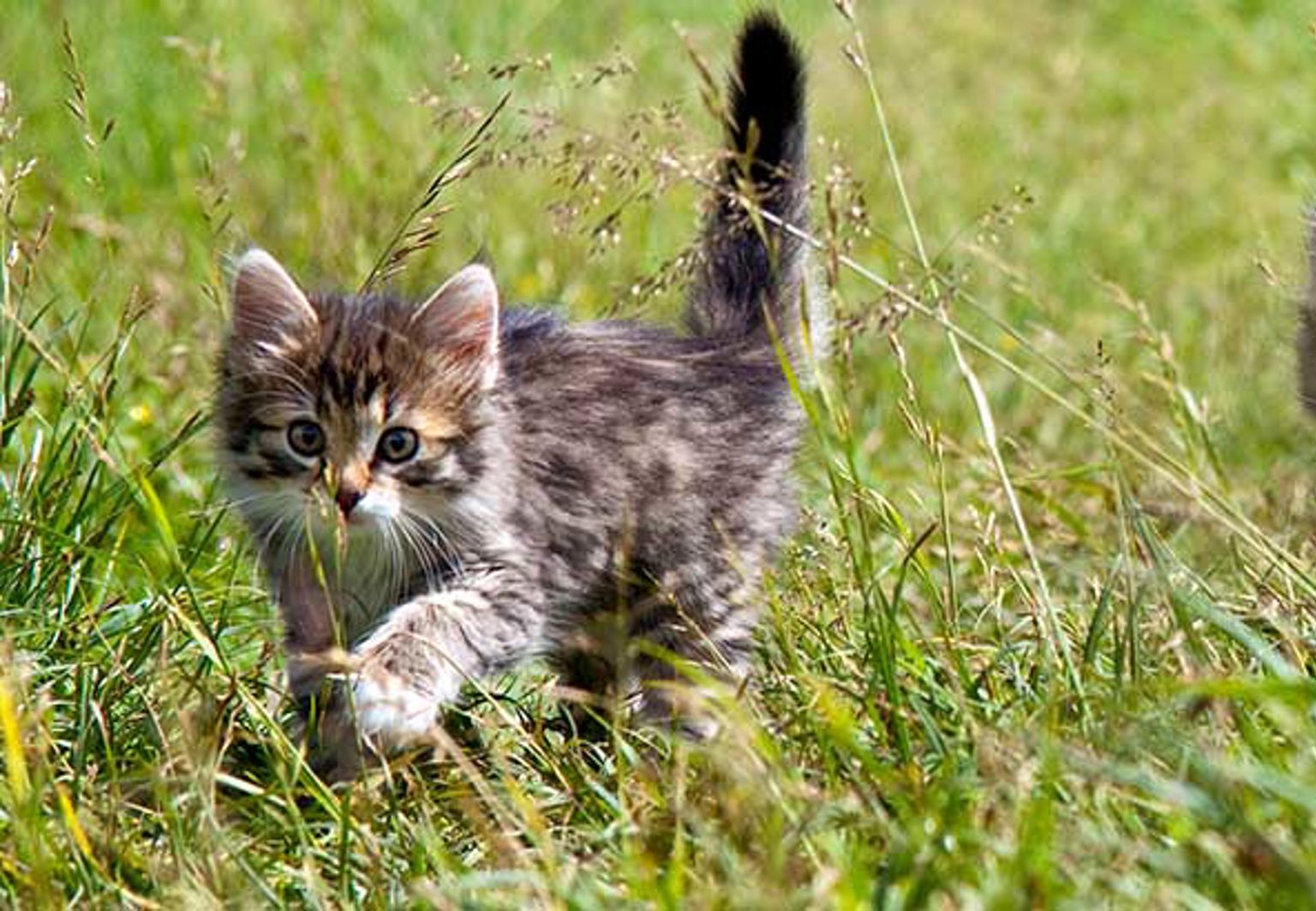 Tre kattungar leker i högt gräs.