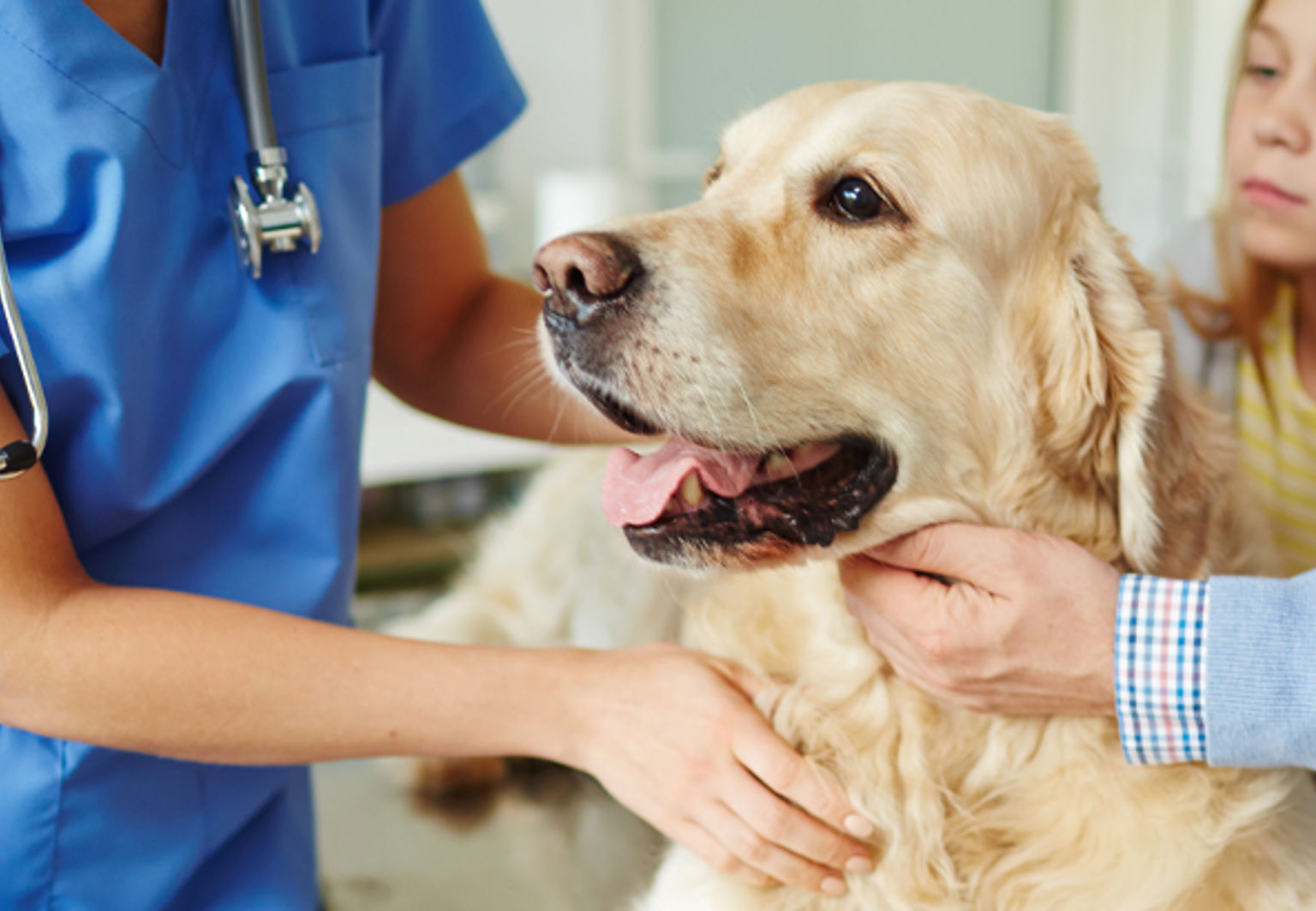 golden retriever undersöks av veterinär