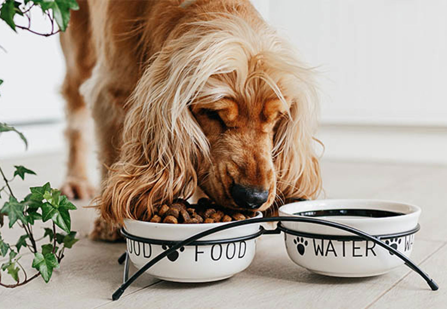 Hund äter ur sin matskål inomhus