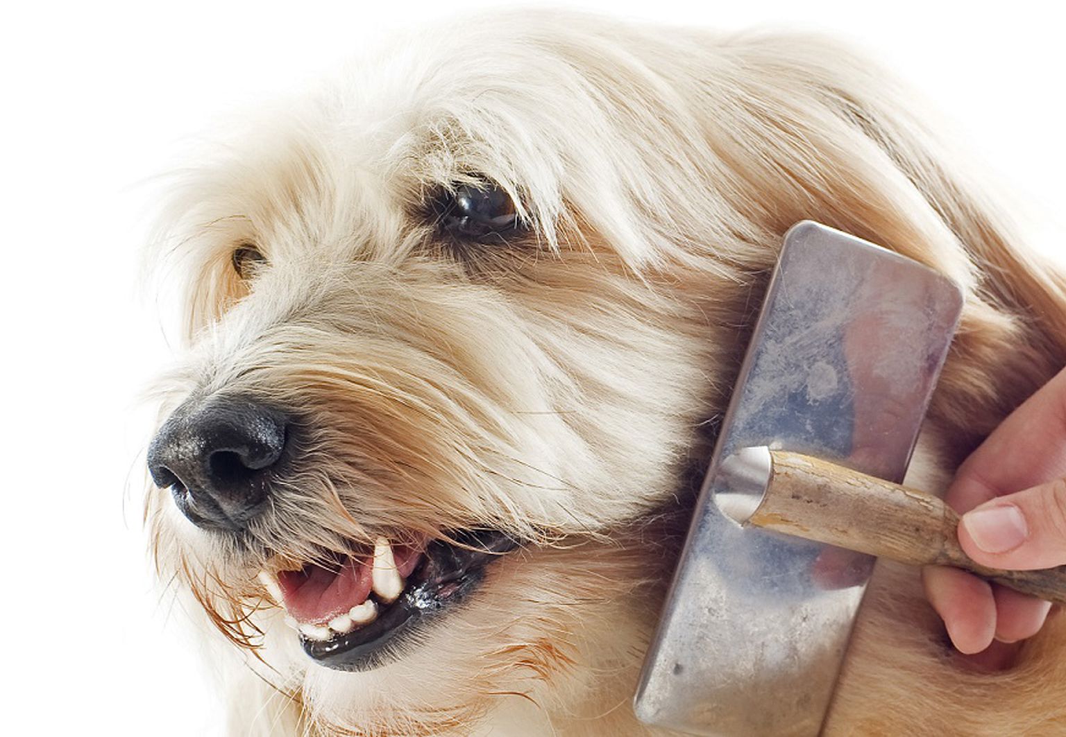 Långhårig hund blir borstad av matte