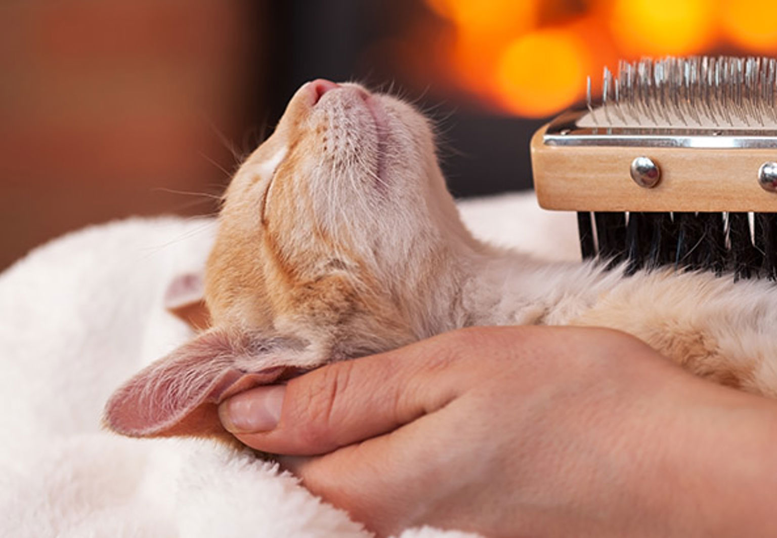 Katt njuter av att bli borstad