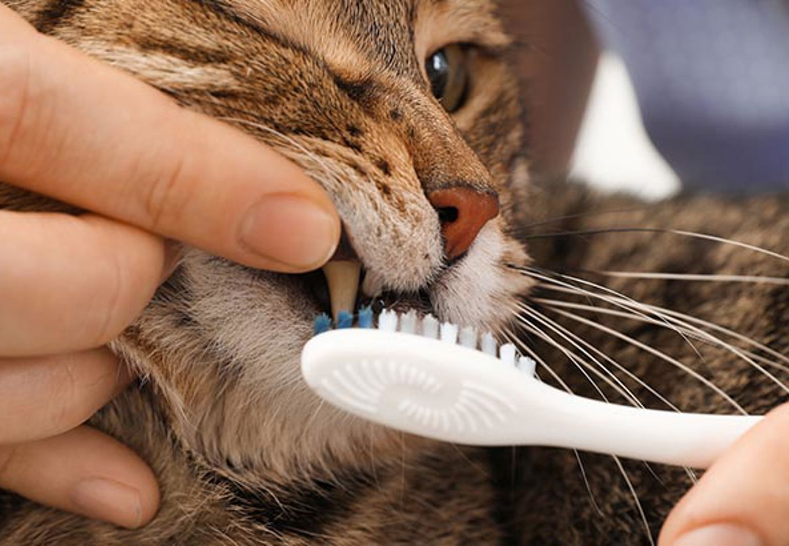 Matte borstar tänderna på katt