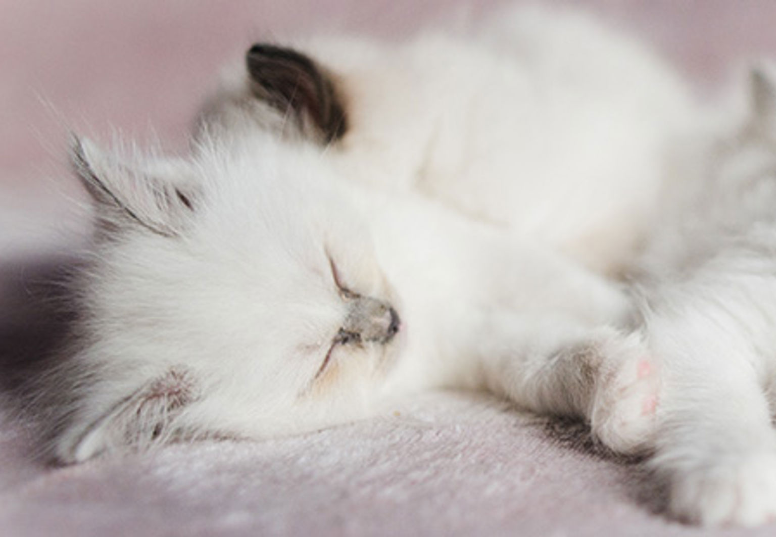 en kull vita kattungar ligger och sover