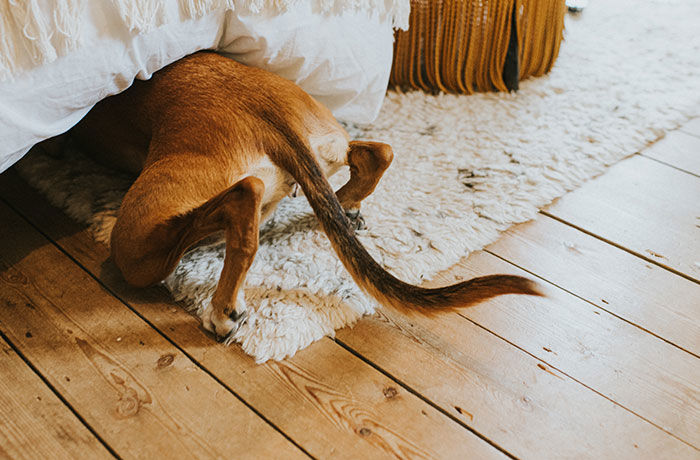 busig hund kryper in under sängen