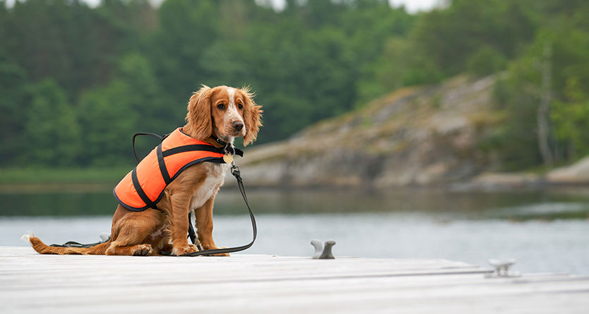 cocker spaniel hund med flytväst på en brygga