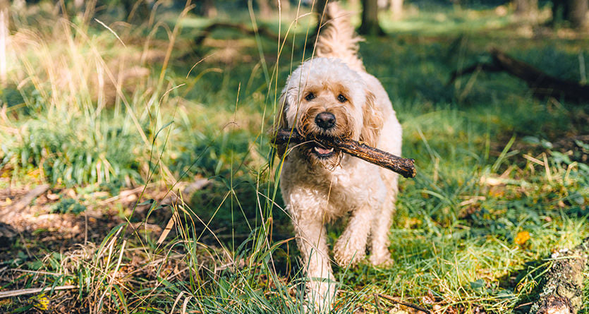 hund labradoodle leker med pinne i skogen