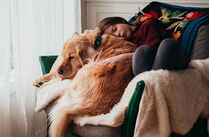 hund golden retriever och flicka myser i en fåtölj