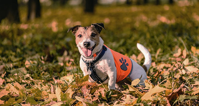 jack russell terrier med reflexväst