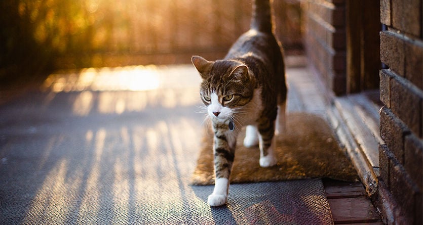 katt utanför dörren vid skymning