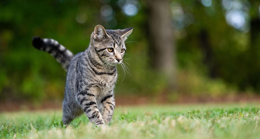 grå busig katt leker utomhus