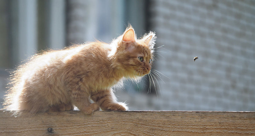 söt kattunge jagar en geting