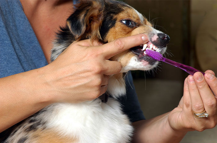 hund får sina tänder borstade