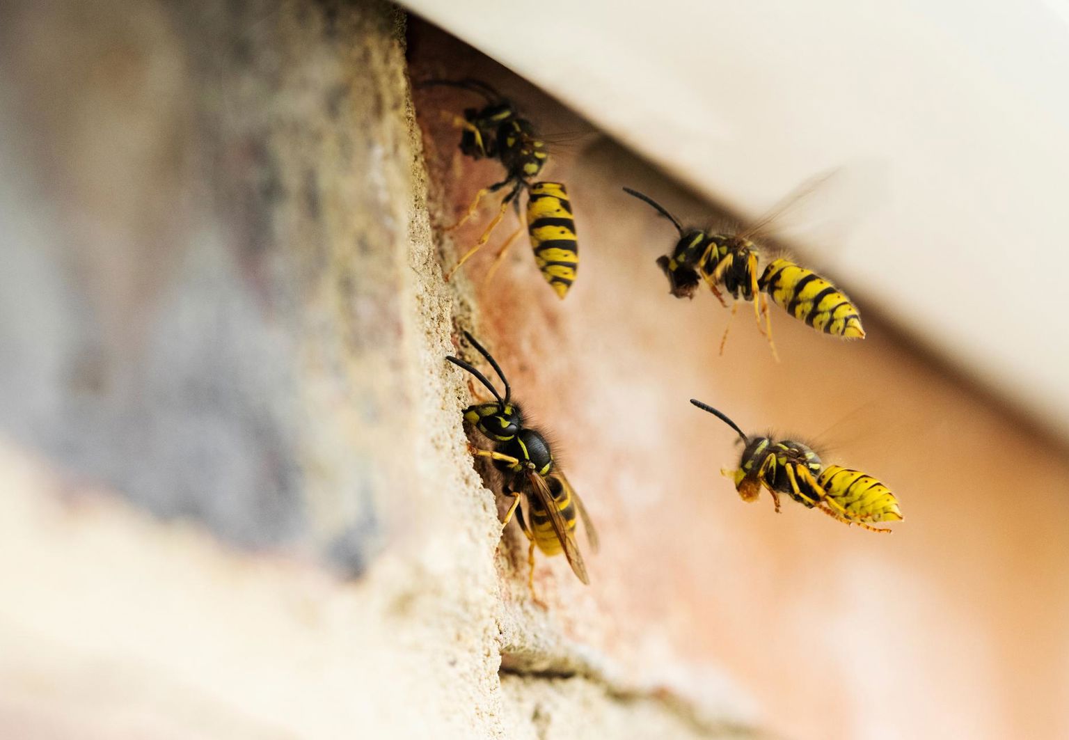 närbild på getingar utanför sitt bo