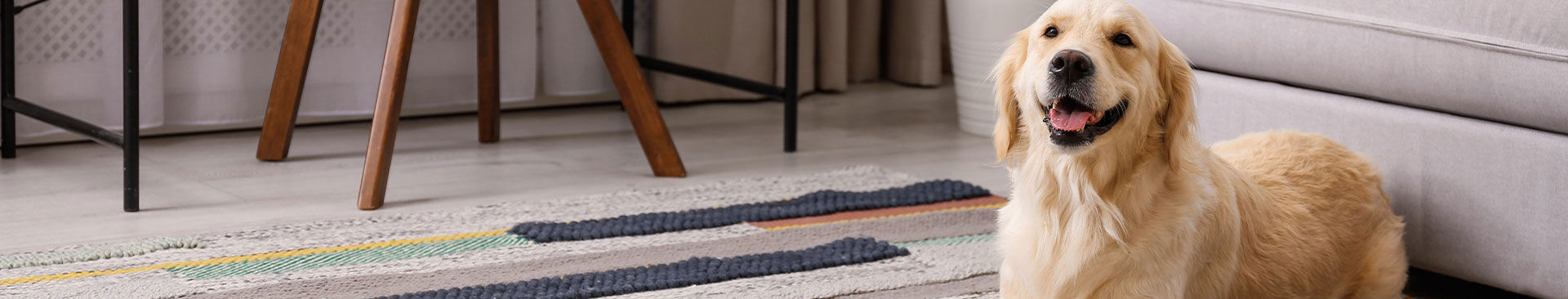 golden retriever ligger nedanför soffan