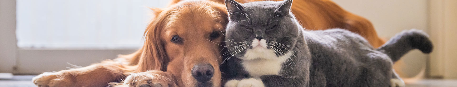 hund och katt ligger på golvet